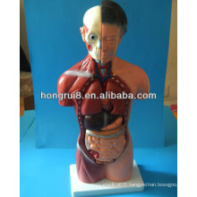 42CM Torso Anatomical Model (15 parts), female torso model